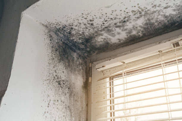 Affordable Basement Mold Removal solutions in Marshall, IL
