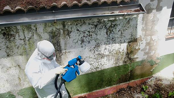 Top rated local Basement Mold Removal specialists in Marshall, IL